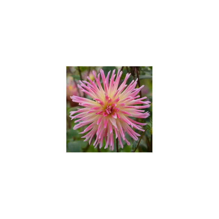 Bulbes  Dahlia Cactus Prestige les 10