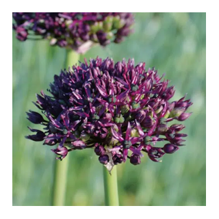 Bulbes Allium Atropurpureum cal 08-12 les 100