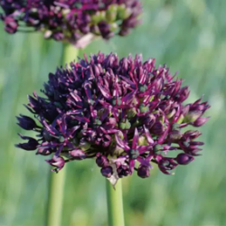 Bulbes Allium Atropurpureum...