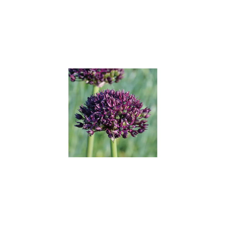 Bulbes Allium Atropurpureum cal 08-12 les 100