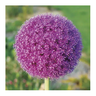 Bulbes Allium Giganteum cal 20/+ les 10