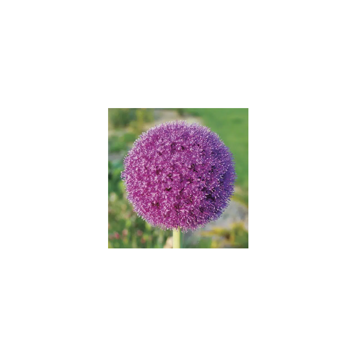 Bulbes Allium Giganteum cal 20/+ les 10