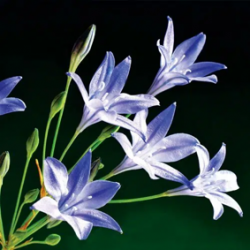 Bulbes Brodiaea Laxa reine...