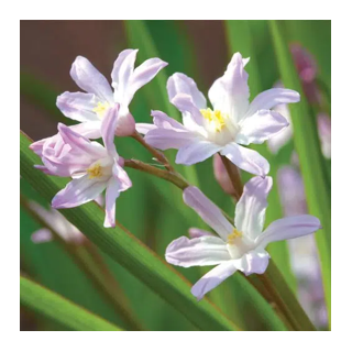 Bulbes Chionodoxas Forbesii Pink Giant cal 04-05 les 100