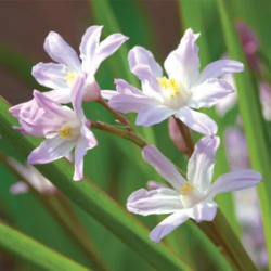 Bulbes Chionodoxas Forbesii...