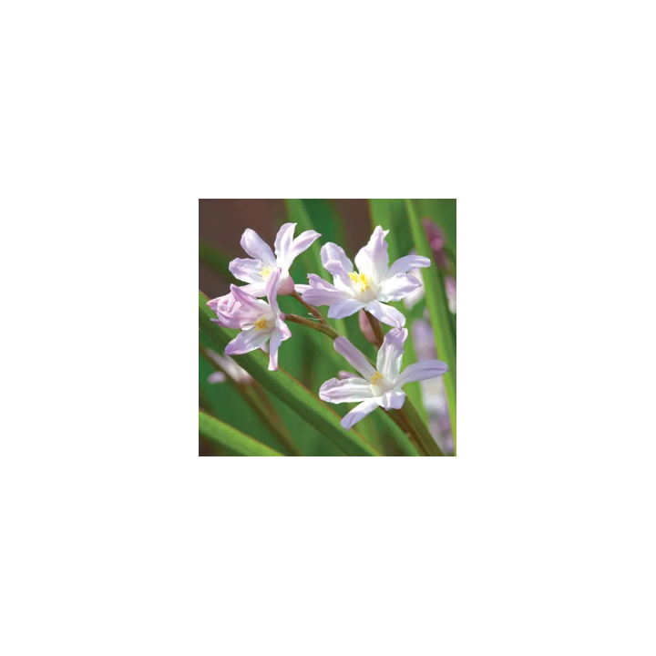 Bulbes Chionodoxas Forbesii Pink Giant cal 04-05 les 100