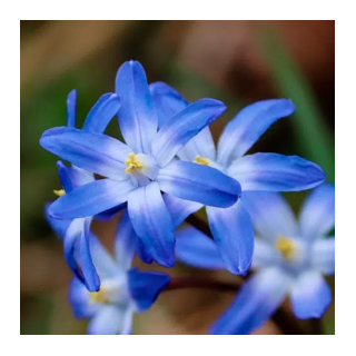 Bulbes Chionodoxas Luciliae (Gloire Des Neiges) cal 04-05 les 100