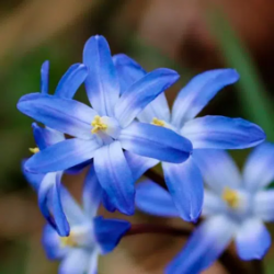 Bulbes Chionodoxas Luciliae...