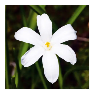 Bulbes Chionodoxas Luciliae Alba cal 04-05 les 100