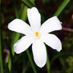 Bulbes Chionodoxas Luciliae...
