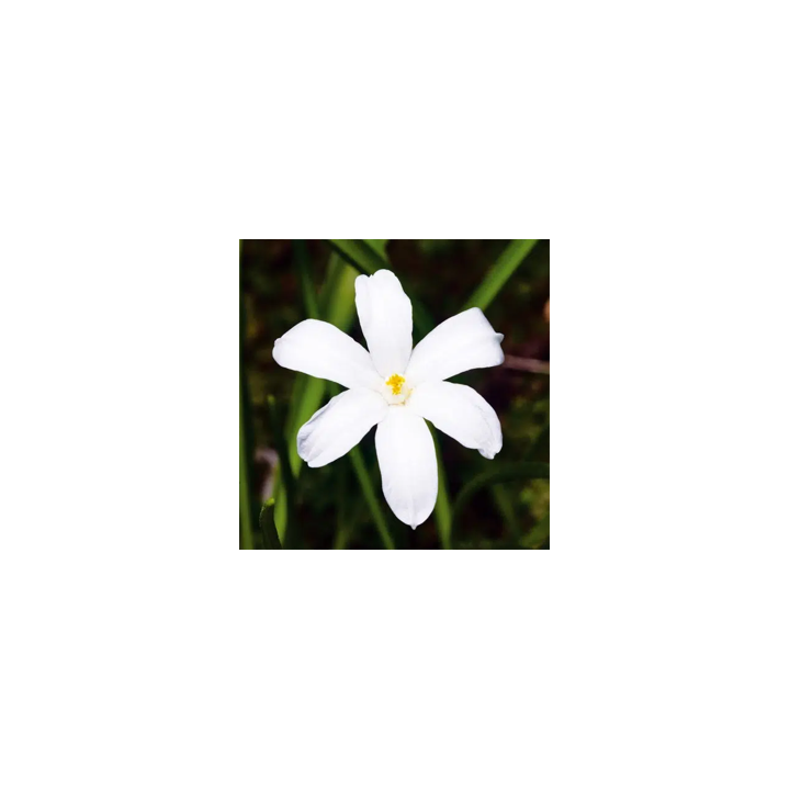 Bulbes Chionodoxas Luciliae Alba cal 04-05 les 100