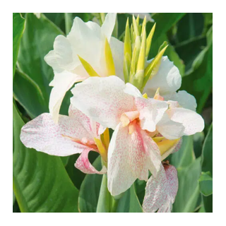 Bulbes Cannas Confetti les 10