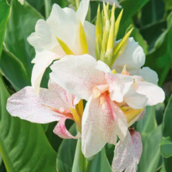 Bulbes Cannas Confetti les 10