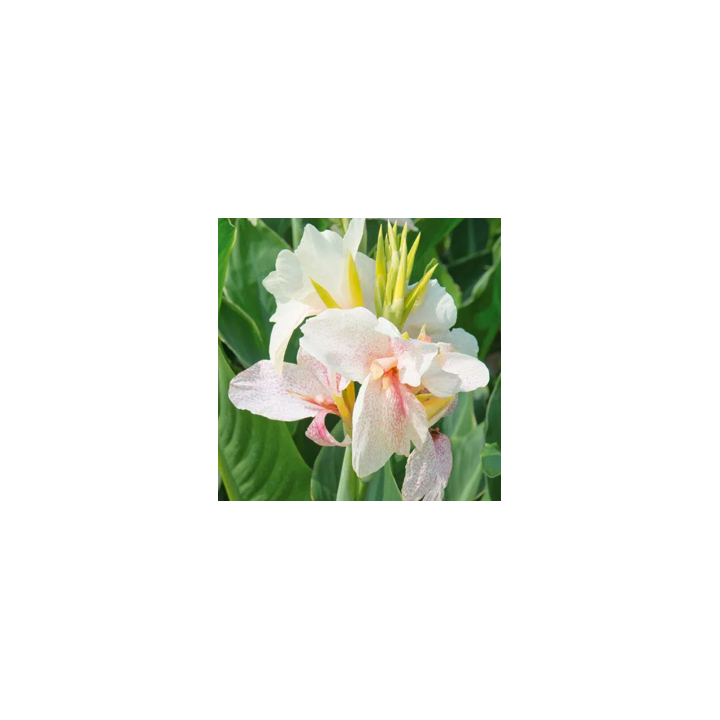 Bulbes Cannas Confetti les 10