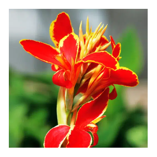 Bulbes Cannas Lucifer les 10