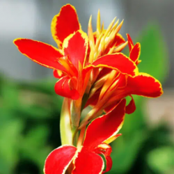 Bulbes Cannas Lucifer les 10