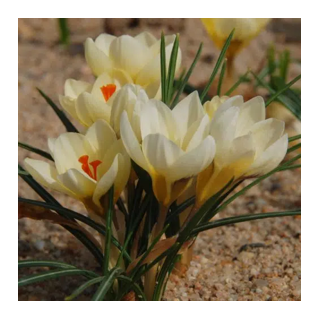 Bulbes Crocus Chrys. Cream Beauty cal 5/+ les 125