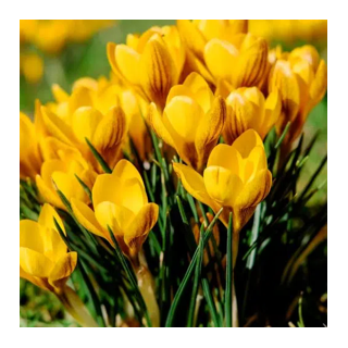 Bulbes Crocus Chrys. Orange Monarch cal 5/+ les 125