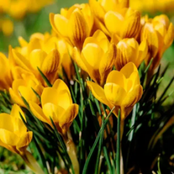 Bulbes Crocus Chrys. Orange...
