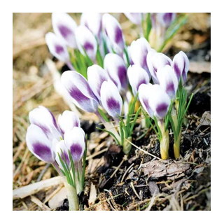 Bulbes Crocus Chrys. Prince Claus cal 05-06 les 125