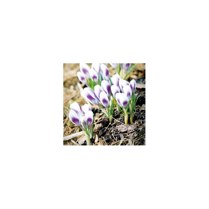 Bulbes Crocus Chrys. Prince Claus cal 05-06 les 125