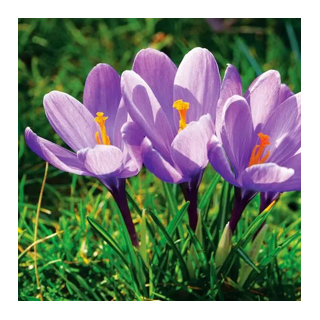 Bulbes Crocus Grand Maitre cal 08-09 les 125