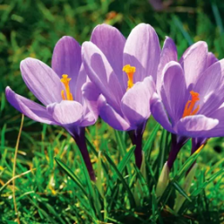 Bulbes Crocus Grand Maitre...