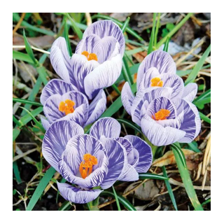 Bulbes Crocus Pickwick cal 08-09  les 125