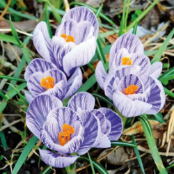 Bulbes Crocus Pickwick cal...