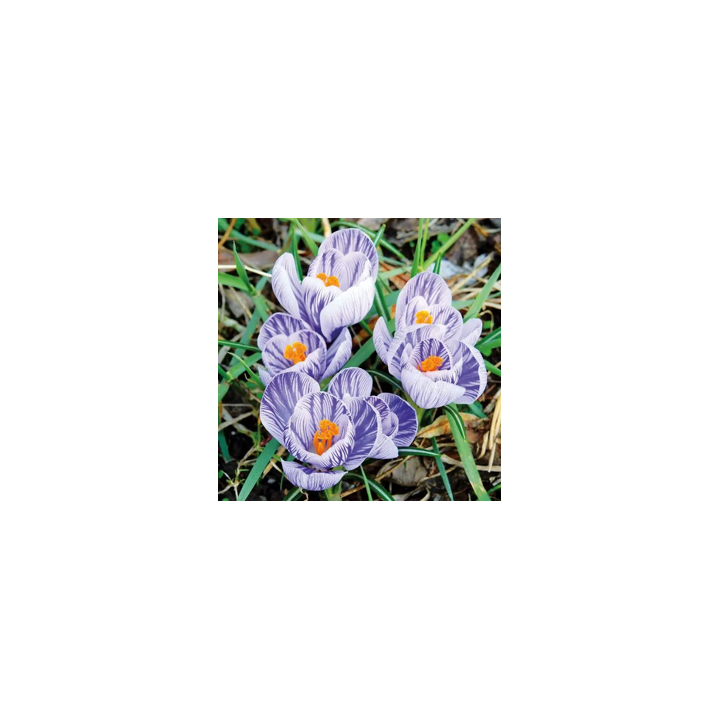 Bulbes Crocus Pickwick cal 08-09  les 125