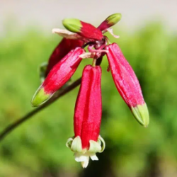 Bulbes Dichelostemma...