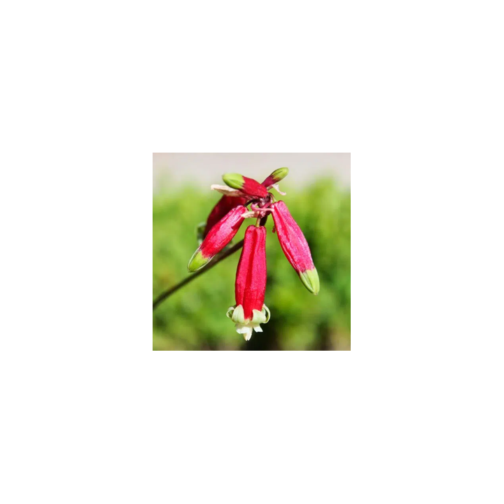 Bulbes Dichelostemma Ida-maia cal 05/+ les 125