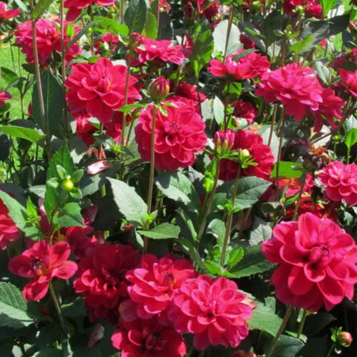 Bulbes Dahlia Buisson Mille Feux les 10