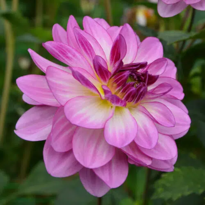 Bulbes Dahlia Buisson Prestance les 10