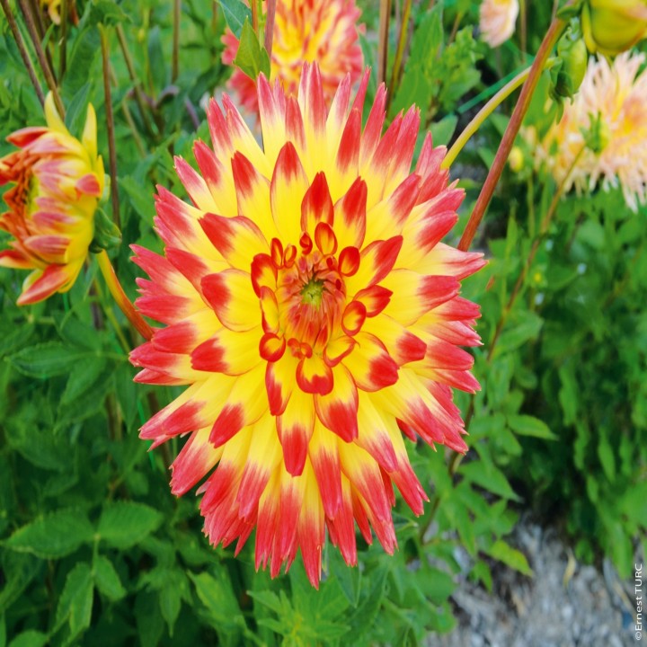 Bulbes Dahlia Cactus Aloha les 10