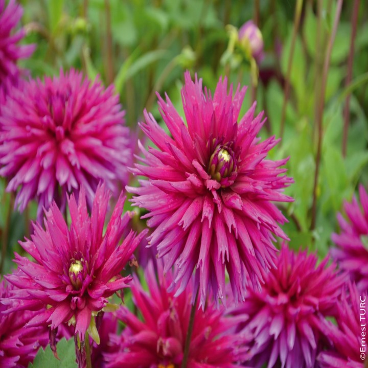 Bulbes Dahlia Cactus Ambition les 10