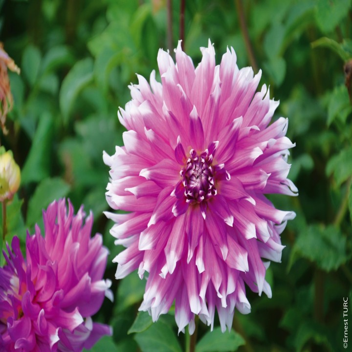 Bulbes Dahlia Cactus Ballade les 10