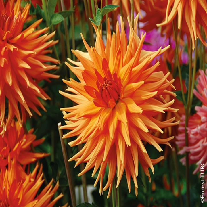 Bulbes Dahlia Cactus Eclatant les 10