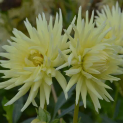 Bulbes Dahlia Cactus...