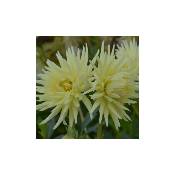 Bulbes Dahlia Cactus Mélodie les 10