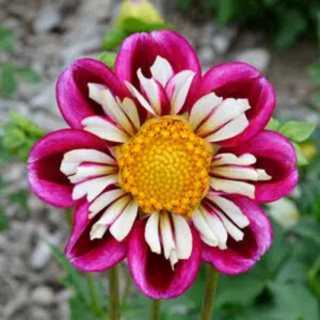 Bulbes Dahlia Collerette Bumble Rumble les 10