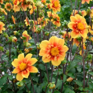 Bulbes Dahlia Collerette Esther les 10