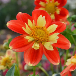 Bulbes Dahlia Collerette...
