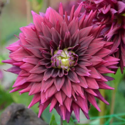 Bulbes Dahlia Cactus Noir...