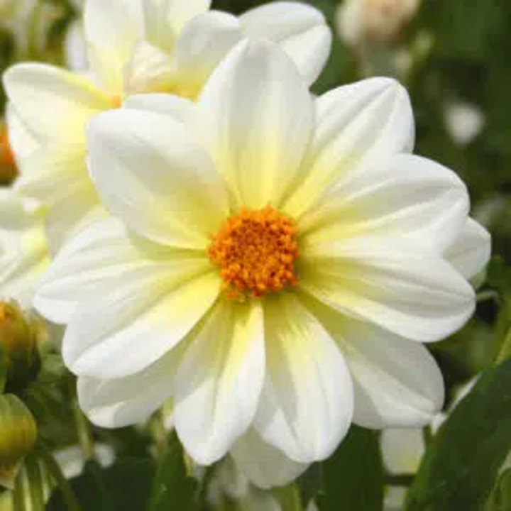Bulbes Dahlia Dahlia Nain Simple Nimbus les 10