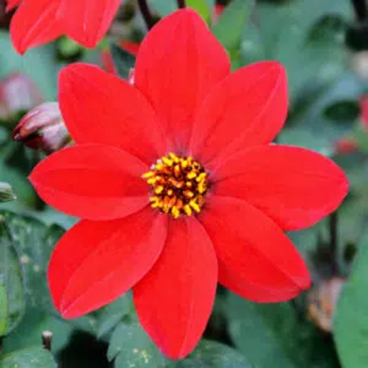 Bulbes Dahlia Nain Simple Dame de Feu les 10