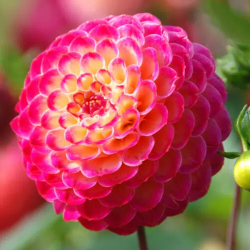 Bulbes Dahlia Pompon...