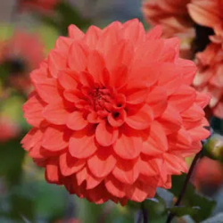 Bulbes Dahlia Terra...