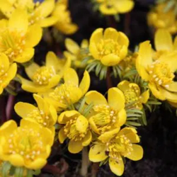 Bulbes Eranthis Cilicica...