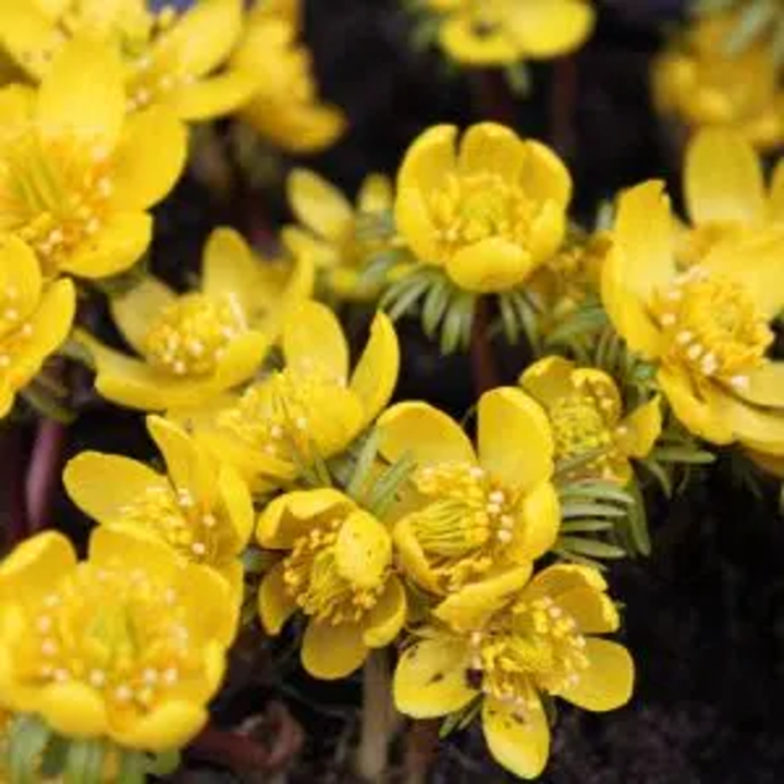 Bulbes Eranthis Cilicica cal 04-05 les 125